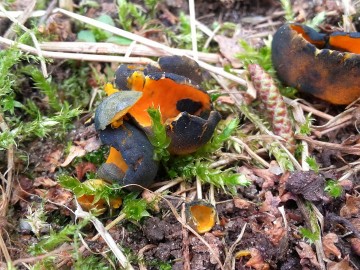 Kielonka błyszcząca (Caloscypha fulgens) - rzadki gatunek grzyba workowego